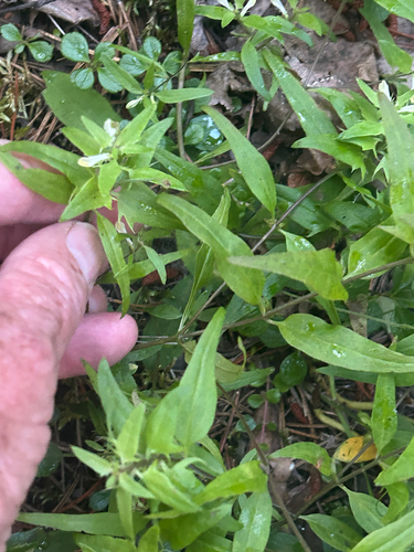narrowleaf cow wheat