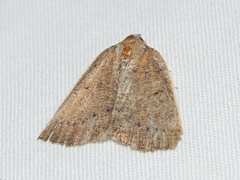 Authaemon stenonipha