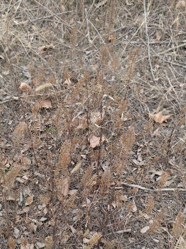 Lysimachia pentapetala