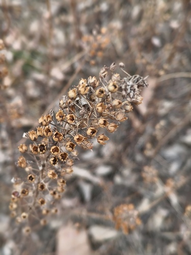 Lysimachia pentapetala, photograph 2