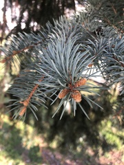 Picea