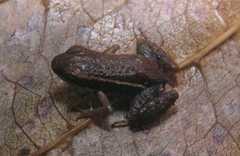 Epipedobates boulengeri