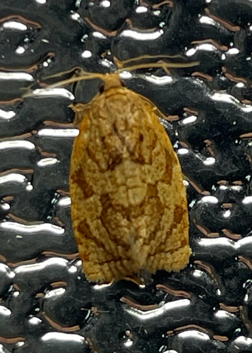 Summer Fruit Tortrix