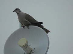 Streptopelia decaocto