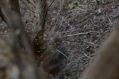 Rufous Bristlebird