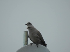 Streptopelia decaocto