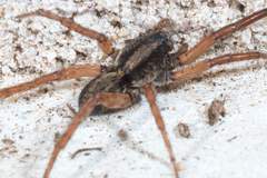 Varacosa