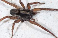 Varacosa