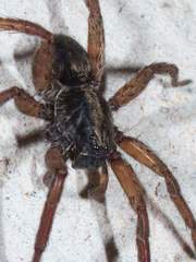 Varacosa