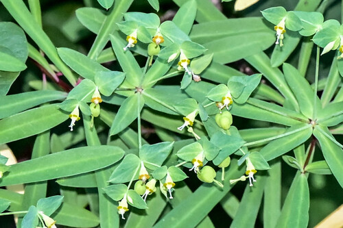 Euphorbia erubescens, 2026-08-12