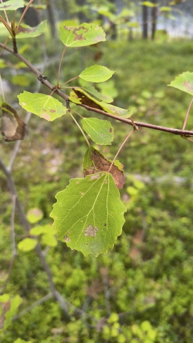 European aspen