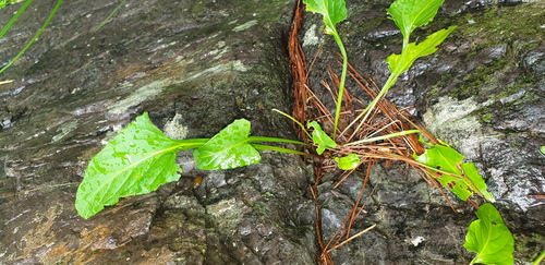 Viola mandshurica observed 2026-08-13