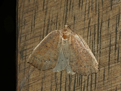 Authaemon stenonipha