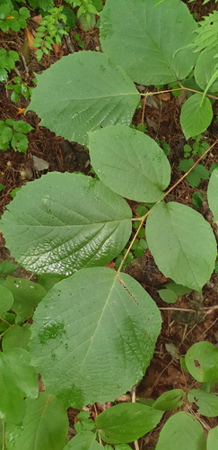 Styrax obassia observed 2026-08-13