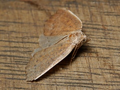 Authaemon stenonipha