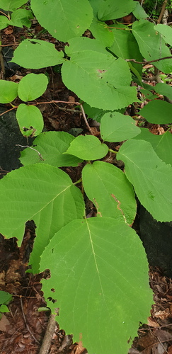Styrax obassia observed 2026-08-13
