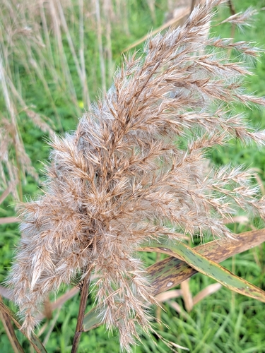 common reed