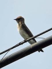 Stelgidopteryx serripennis