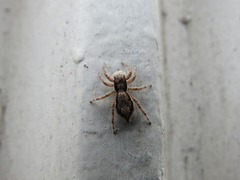 Menemerus bivittatus