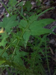 Cirsium nuttalii image