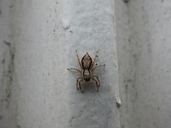 Menemerus bivittatus