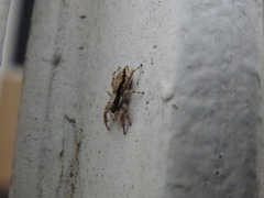 Menemerus bivittatus