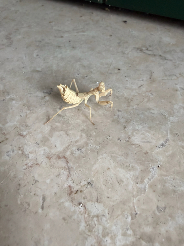 European Dwarf Mantis