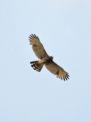 Rupornis magnirostris