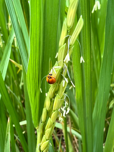 Discolored Lady Beetle
