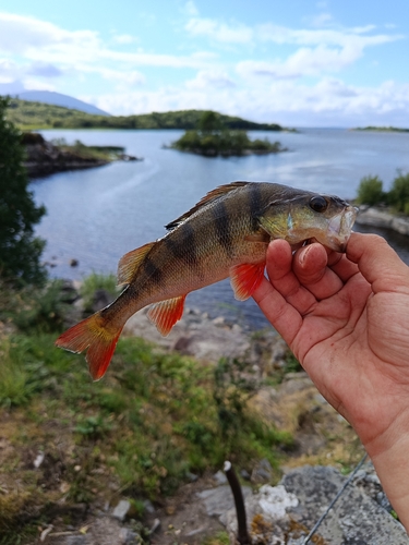 European Perch