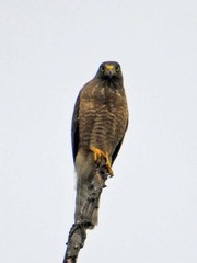 Rupornis magnirostris