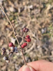 Grewia biloba