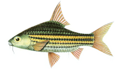 Striped Barb photo 5