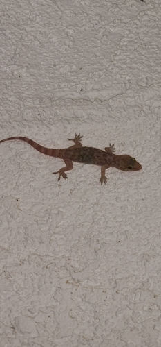 Mediterranean House Gecko