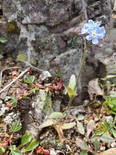 Myosotis asiatica, photograph 4