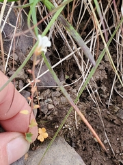Saxifraga cernua, photograph (c) J Straka, some rights reserved (CC BY)