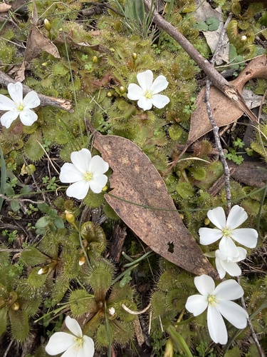 scented sundew