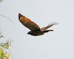 Rupornis magnirostris