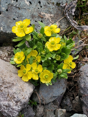 Ranunculus eschscholtzii