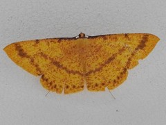 Eumelea rosalia