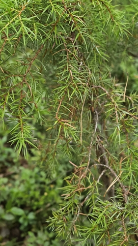 common juniper