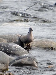 Streptopelia decaocto