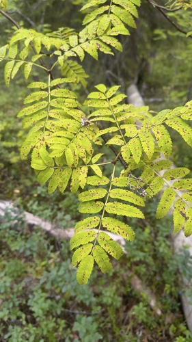 European mountain ash