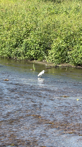 Little Egret