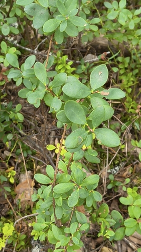 bog bilberry