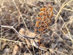振远 王, CC BY, iNaturalist via GBIF Lysimachia pentapetala, photograph 振远 王, CC BY, iNaturalist via GBIF