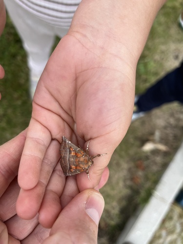 Herald Moth