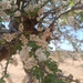 Acacia mellifera