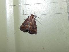 Condicinae