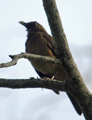 Turdus grayi